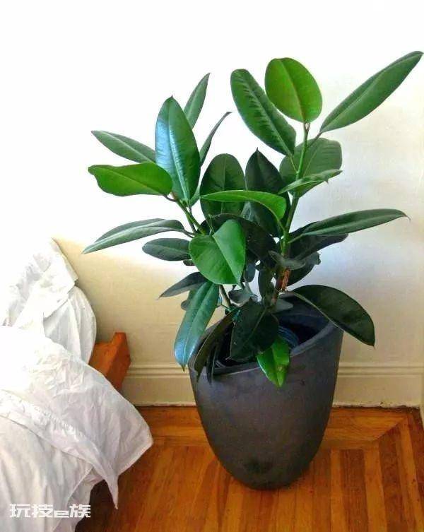 木本植物盆栽有哪些图片(适合养客厅的7种木本绿植)-图片8